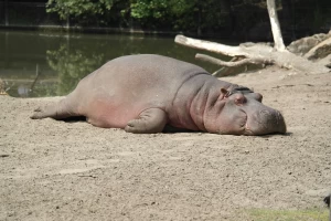 Tired hippo sleeping