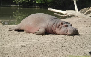 Tired hippo sleeping