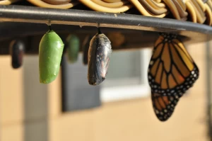 Atomic habits form by making changes like a butterfly metamorphosis