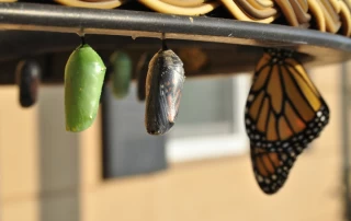 Atomic habits form by making changes like a butterfly metamorphosis